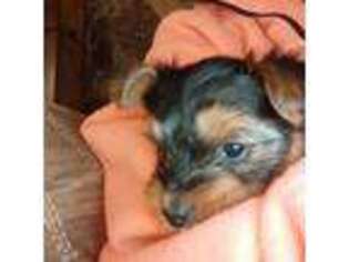 Yorkshire Terrier Puppy for sale in Pullman, WA, USA