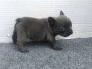 French Bulldog Puppy for sale in Uniondale, NY, USA