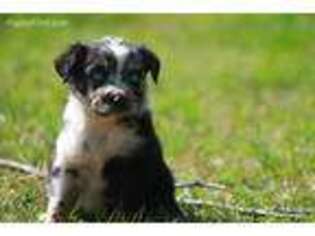 Miniature Australian Shepherd Puppy for sale in Stillwater, OK, USA