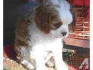 Cavalier King Charles Spaniel Puppy for sale in ELIZABETH, AR, USA