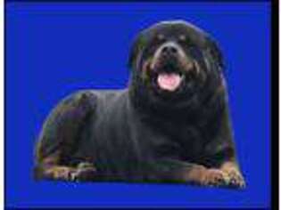 Rottweiler Puppy for sale in Tompkinsville, KY, USA