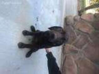 German Shorthaired Pointer Puppy for sale in Temecula, CA, USA