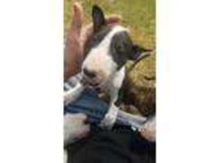 Bull Terrier Puppy for sale in Ingalls, KS, USA