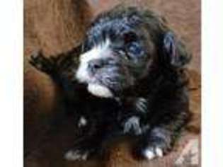 Havanese Puppy for sale in MYRTLE BEACH, SC, USA