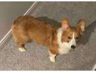 Pembroke Welsh Corgi Puppy for sale in Indianapolis, IN, USA