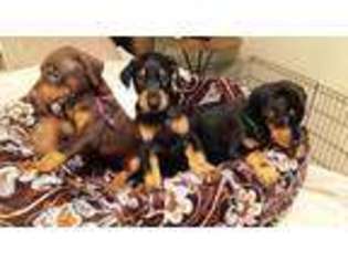 Doberman Pinscher Puppy for sale in PICO RIVERA, CA, USA