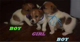 Jack Russell Terrier Puppy for sale in Upland, CA, USA