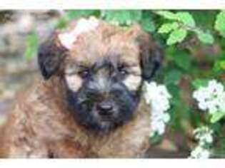 Soft Coated Wheaten Terrier Puppy for sale in Goshen, IN, USA