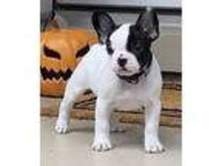 French Bulldog Puppy for sale in Plymouth, MI, USA