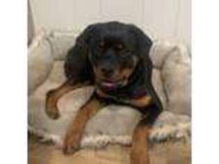 Rottweiler Puppy for sale in Westminster, MD, USA