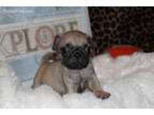 Pug Puppy for sale in Thorndale, TX, USA