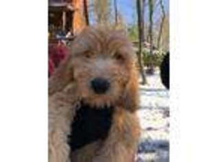 Labradoodle Puppy for sale in Atlanta, GA, USA