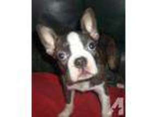 Boston Terrier Puppy for sale in WHITTIER, NC, USA