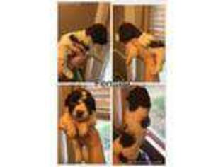 Portuguese Water Dog Puppy for sale in Valrico, FL, USA