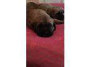 Cane Corso Puppy for sale in Forsyth, GA, USA