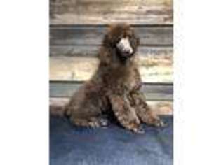 Mutt Puppy for sale in Mantua, OH, USA