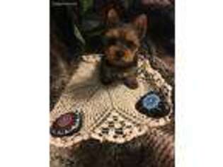 Yorkshire Terrier Puppy for sale in Bunkie, LA, USA