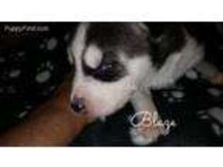Siberian Husky Puppy for sale in Springfield, IL, USA