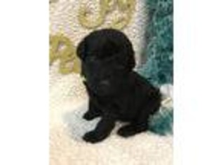 Labradoodle Puppy for sale in Nekoosa, WI, USA