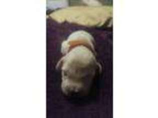Mutt Puppy for sale in Westfield, IA, USA