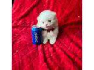 Pomeranian Puppy for sale in Union Bridge, MD, USA