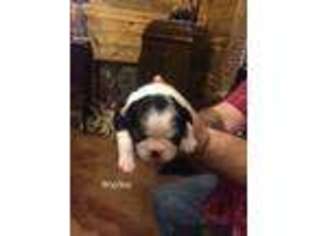 Boston Terrier Puppy for sale in Sherman, TX, USA