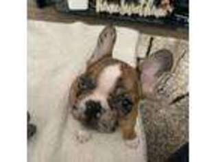 French Bulldog Puppy for sale in New Baltimore, MI, USA