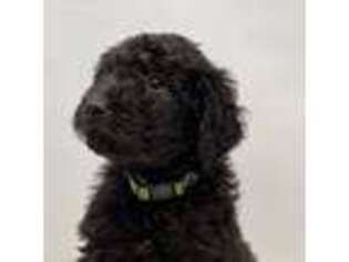 Goldendoodle Puppy for sale in West Linn, OR, USA