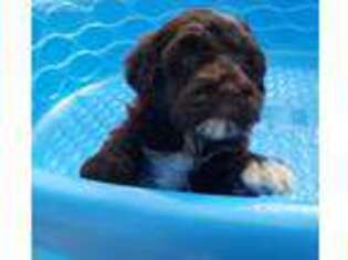 Portuguese Water Dog Puppy for sale in Mountain Home, AR, USA