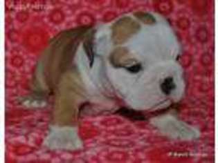 Bulldog Puppy for sale in Farmersville, TX, USA