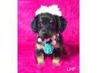 Dachshund Puppy for sale in Murfreesboro, TN, USA