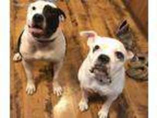 American Bulldog Puppy for sale in Twisp, WA, USA