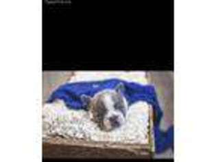 French Bulldog Puppy for sale in New Market, IA, USA