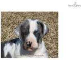 Great Dane Puppy for sale in Des Moines, IA, USA