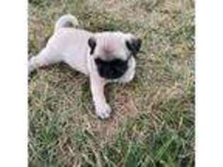Pug Puppy for sale in Hedgesville, WV, USA