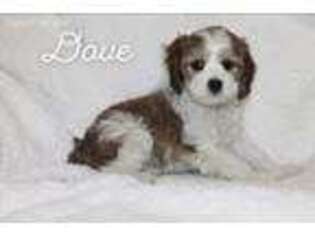 Cavachon Puppy for sale in Glade Hill, VA, USA