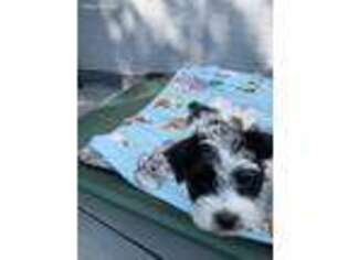 Mutt Puppy for sale in Lake George, NY, USA