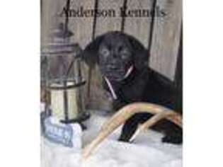 Labrador Retriever Puppy for sale in Center, TX, USA
