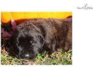 Mastiff Puppy for sale in Des Moines, IA, USA