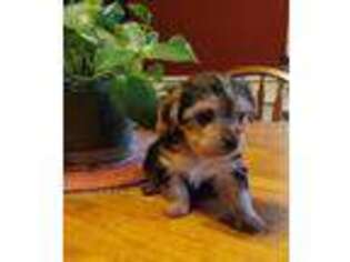 Yorkshire Terrier Puppy for sale in Charlton, MA, USA