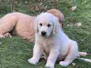 Golden Retriever Puppy for sale in Woodstock, CT, USA