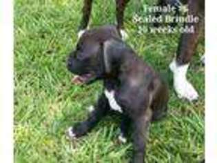 Boxer Puppy for sale in Corydon, IN, USA