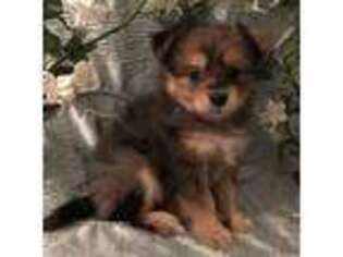 Pomeranian Puppy for sale in Franklinton, NC, USA