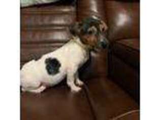 Jack Russell Terrier Puppy for sale in Dover, FL, USA