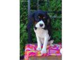 Cavalier King Charles Spaniel Puppy for sale in Spencerville, IN, USA