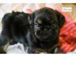 Brussels Griffon Puppy for sale in South Bend, IN, USA