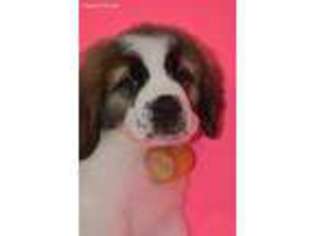 Saint Bernard Puppy for sale in Pawnee, OK, USA