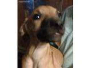 Rhodesian Ridgeback Puppy for sale in Royal Oak, MI, USA