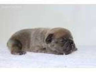 French Bulldog Puppy for sale in Sterling Heights, MI, USA