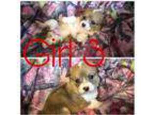 Pembroke Welsh Corgi Puppy for sale in Uhrichsville, OH, USA